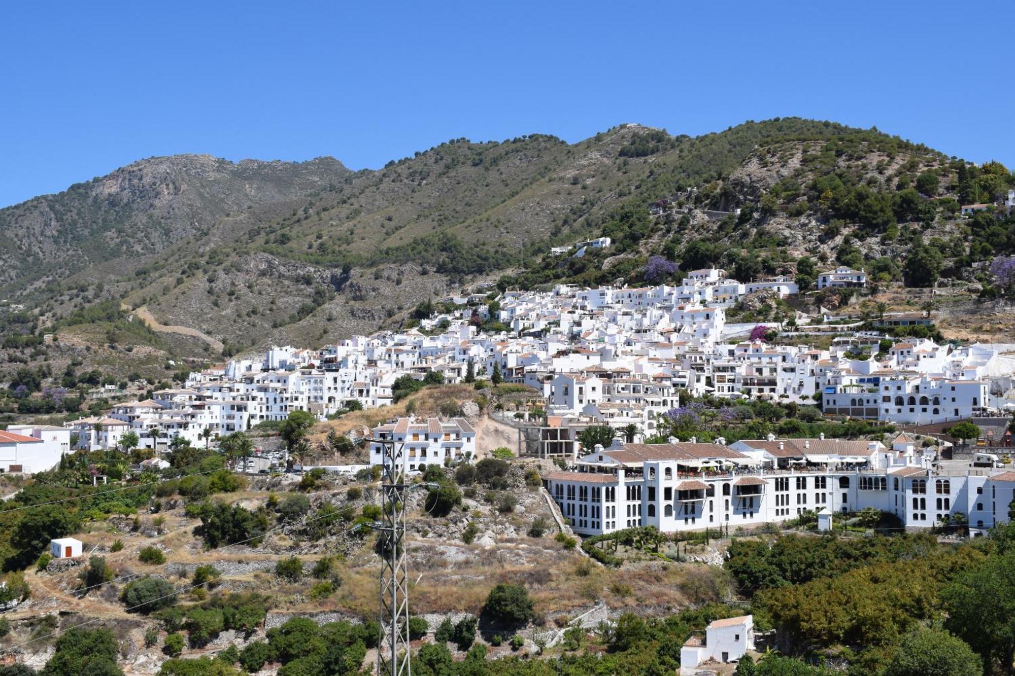 Olivo 15e Frigiliana